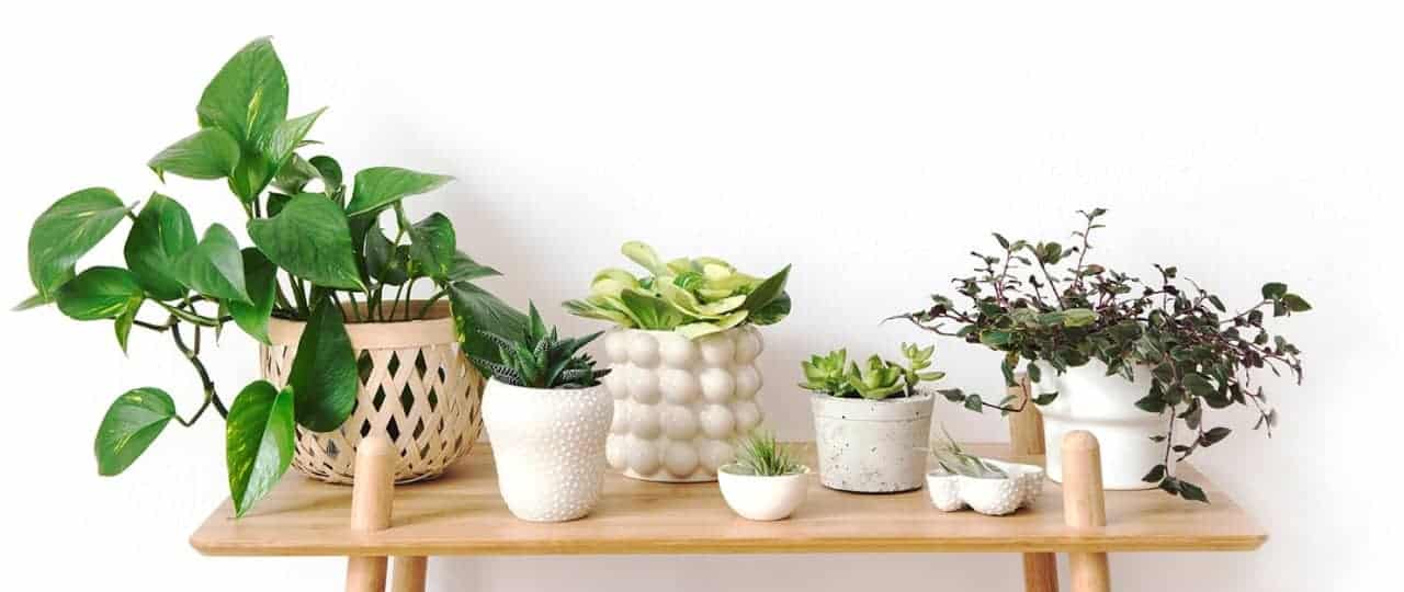 plant-banner
